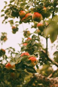 داستان باغ سیب