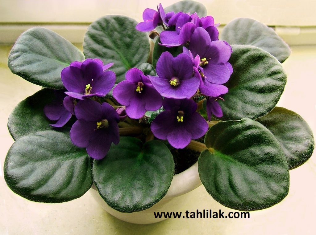بنفشه آفریقایی