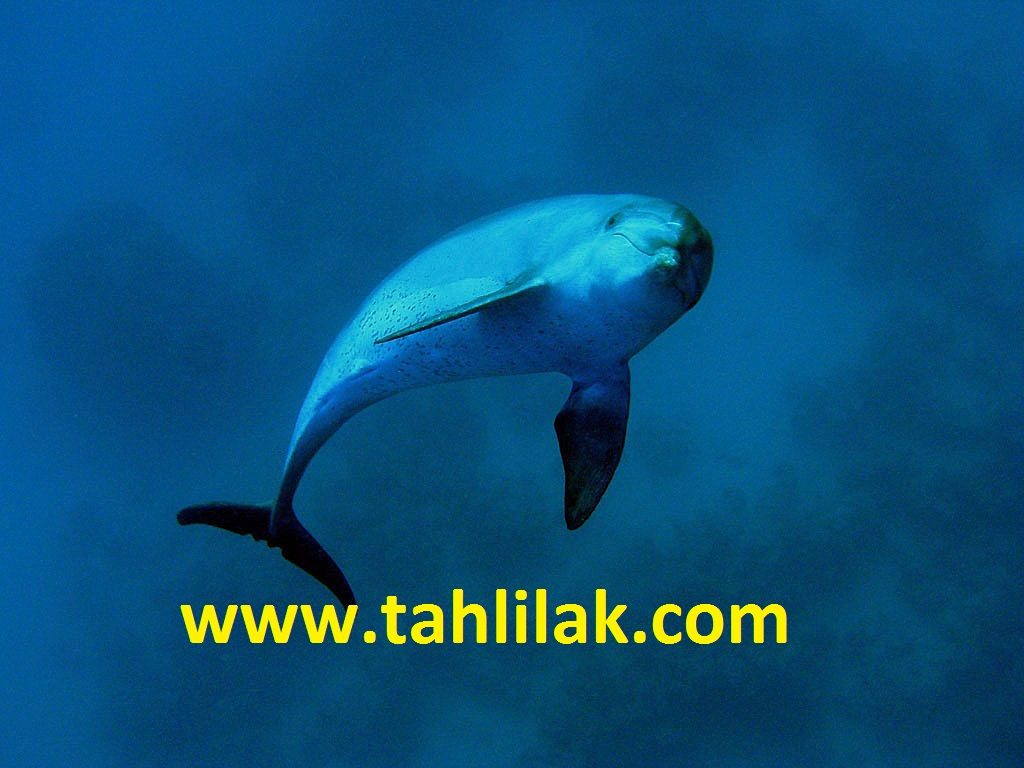 استاد صمدی آملی